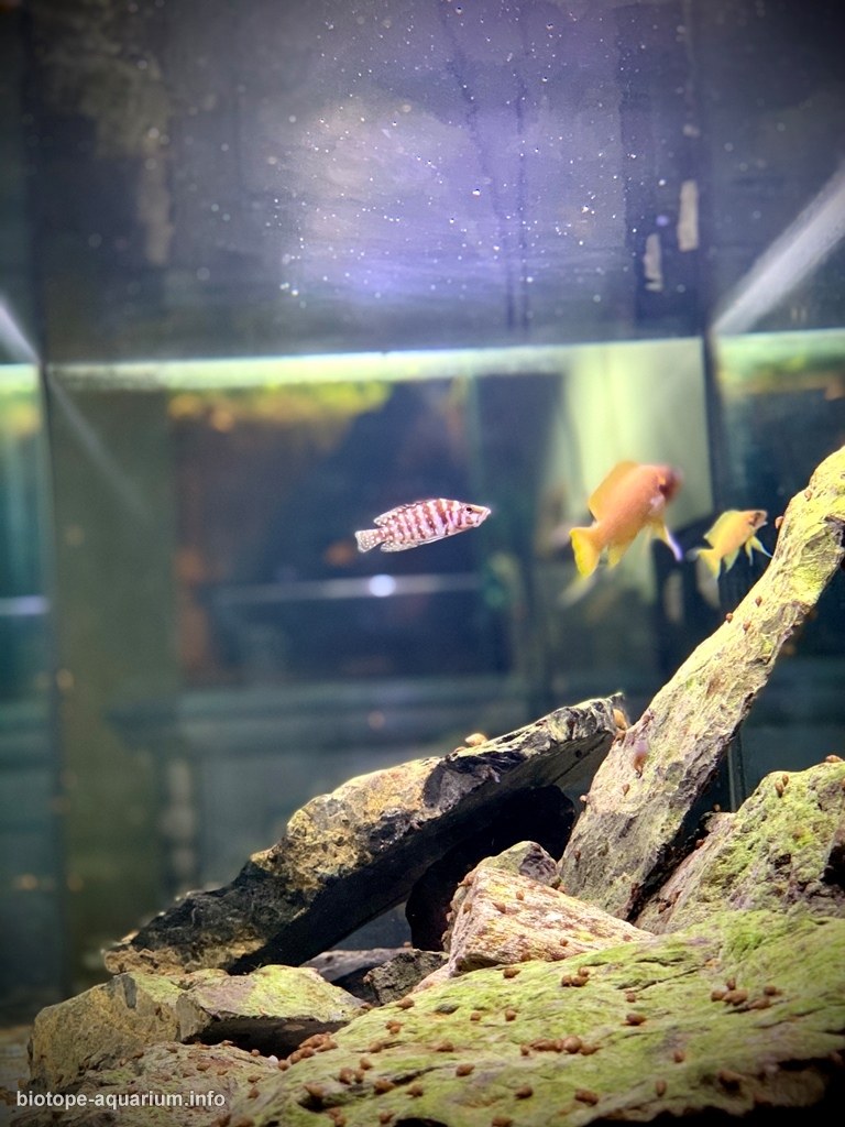 坦噶尼喀湖西岸(刚果)原生缸 原生缸造景 20年第105名