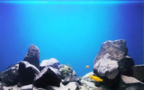 马拉维湖——奇苏穆卢岛附近的台湾礁（Taiwanee Reef）原生缸 原生缸造景 20年第106名