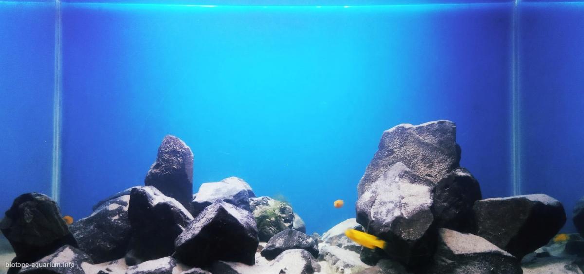 马拉维湖——奇苏穆卢岛附近的台湾礁(Taiwanee Reef)原生缸 原生缸造景 20年第106名