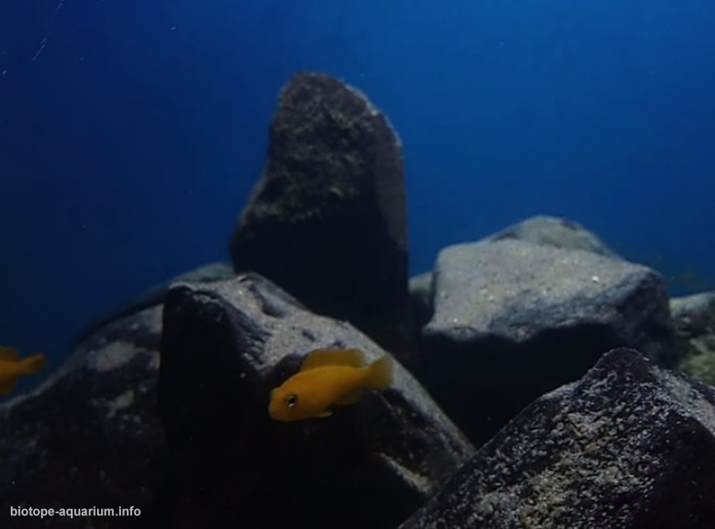 马拉维湖——奇苏穆卢岛附近的台湾礁(Taiwanee Reef)原生缸 原生缸造景 20年第106名