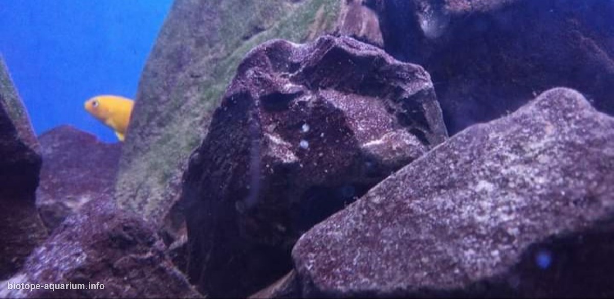 马拉维湖——奇苏穆卢岛附近的台湾礁(Taiwanee Reef)原生缸 原生缸造景 20年第106名
