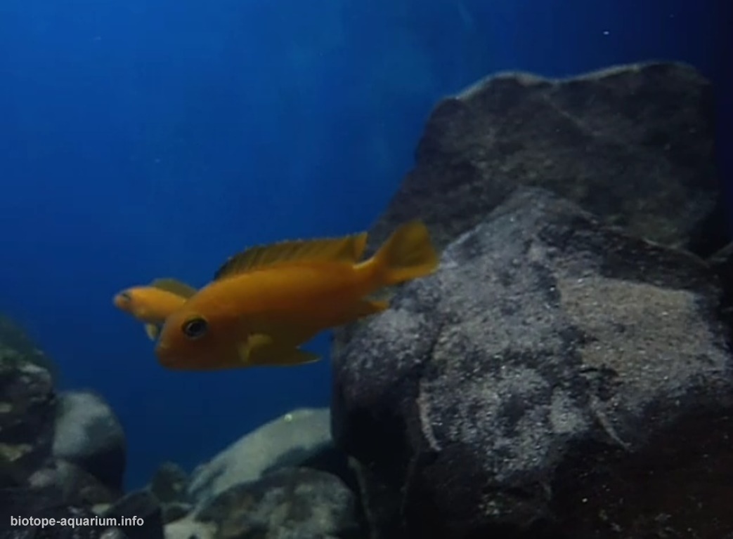 马拉维湖——奇苏穆卢岛附近的台湾礁(Taiwanee Reef)原生缸 原生缸造景 20年第106名