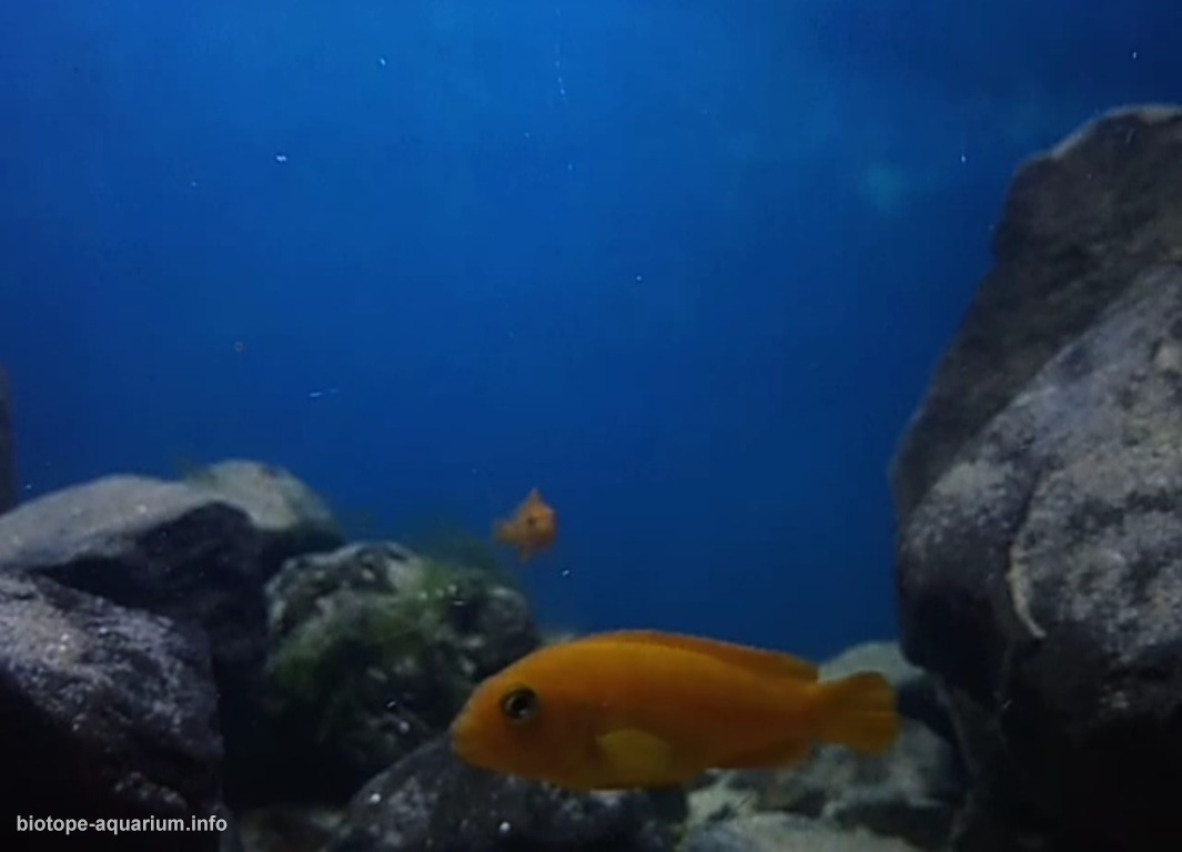 马拉维湖——奇苏穆卢岛附近的台湾礁(Taiwanee Reef)原生缸 原生缸造景 20年第106名