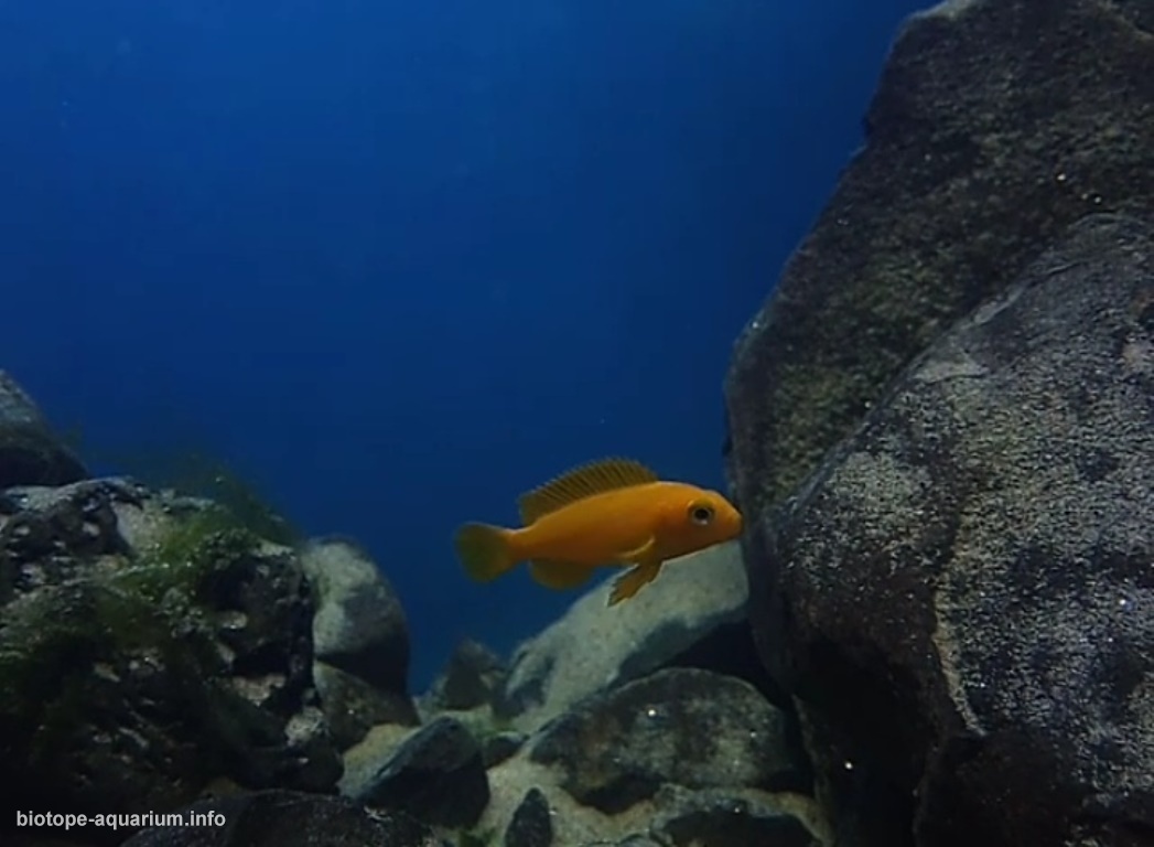 马拉维湖——奇苏穆卢岛附近的台湾礁(Taiwanee Reef)原生缸 原生缸造景 20年第106名