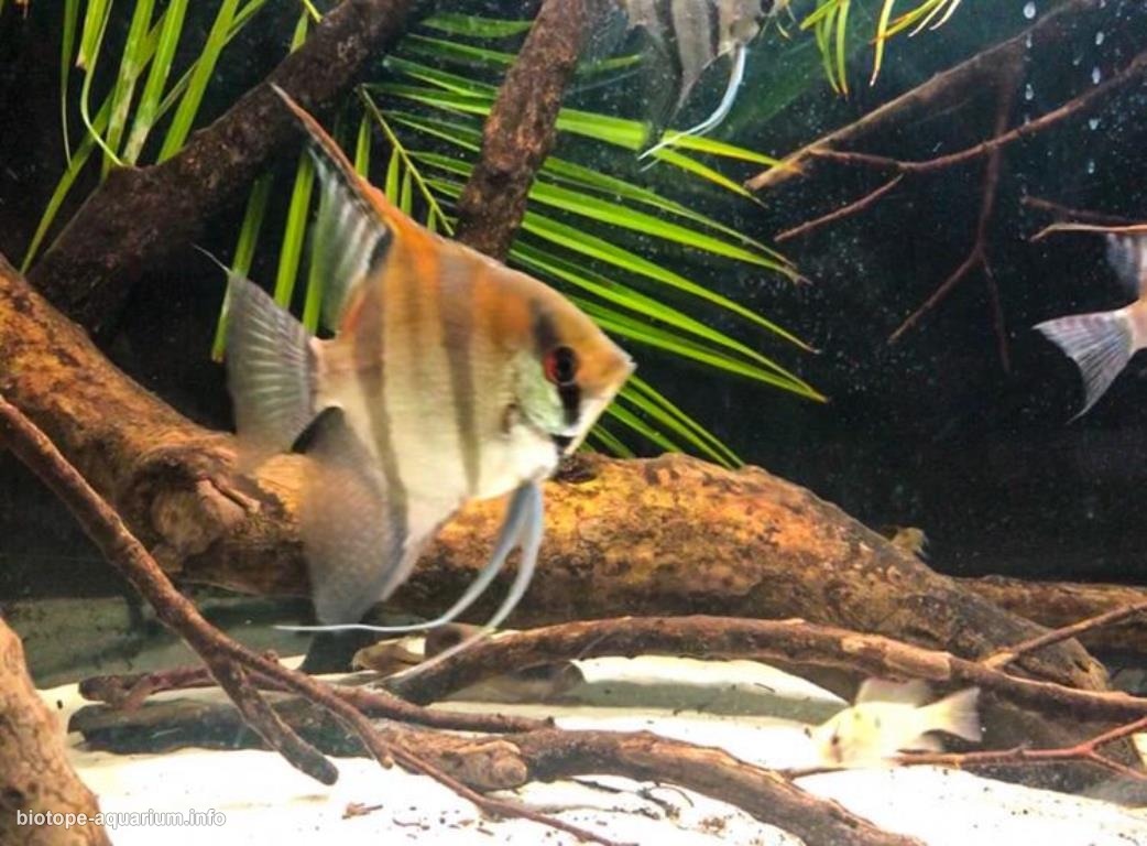 达拉阿河（Rio Daraá）附近的伊加拉佩溪流原生缸（巴西亚马逊州·内格罗河支流） 原生缸造景 20年第107名