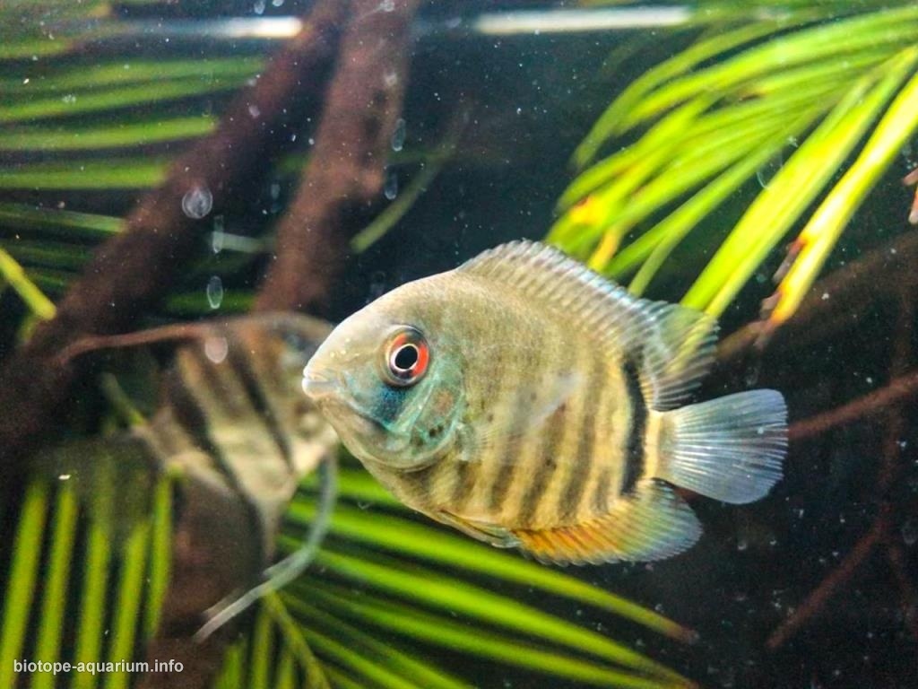 达拉阿河（Rio Daraá）附近的伊加拉佩溪流原生缸（巴西亚马逊州·内格罗河支流） 原生缸造景 20年第107名