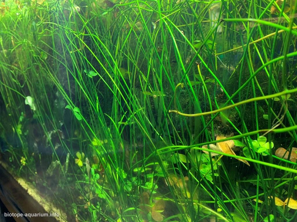 兰拜河(Sungai Rambai)原生缸 原生缸造景 20年第109名