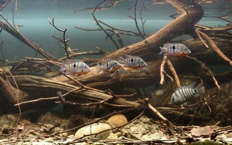 伯利兹 布拉登河上游 沉水林地河岸 原生缸造景 18年第10名