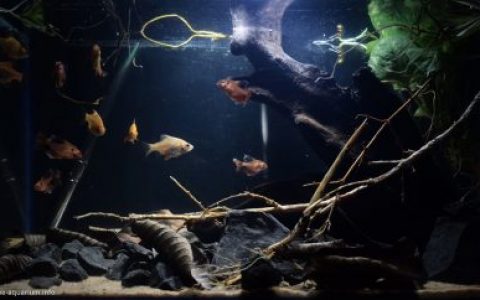 马斯克利耶河原生缸（源自僧伽罗语：凯拉尼河的草绿河口） 原生缸造景 20年第110名