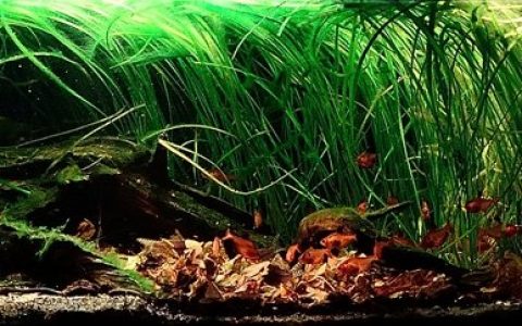 玻利维亚瓜波雷河中游 树下水淹草甸 原生缸造景 18年第14名