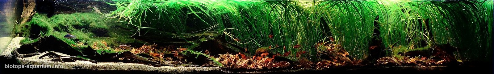 玻利维亚瓜波雷河中游 树下水淹草甸 原生缸造景 18年第14名