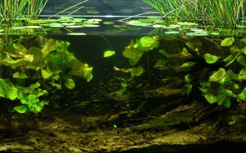越南同塔梅 寻鹿国家公园洪泛季水泽 原生缸造景 18年第18名