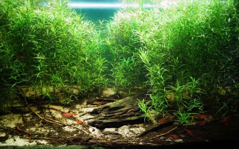 巴西博尼图 苏库里河河岸 原生缸造景 18年第19名