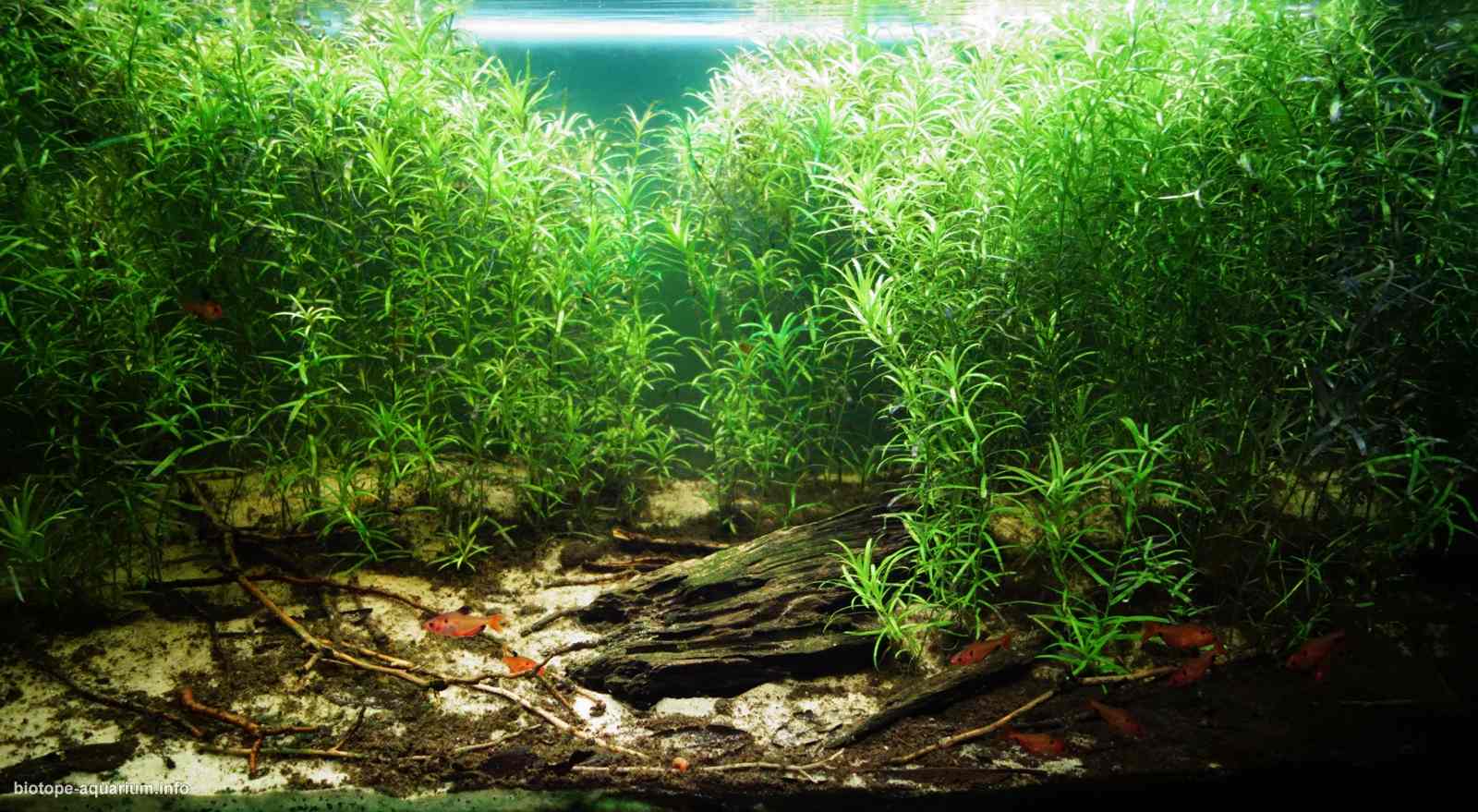 巴西博尼图 苏库里河河岸 原生缸造景 18年第19名