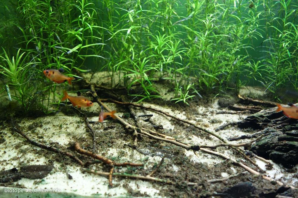 巴西博尼图 苏库里河河岸 原生缸造景 18年第19名
