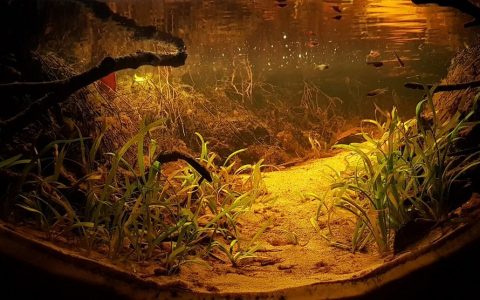 巴西 内格罗河支流乌尼尼河黑水河段 原生缸造景 18年第19名