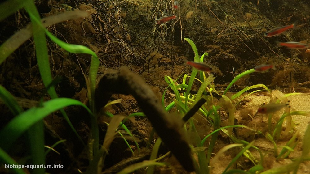 巴西 内格罗河支流乌尼尼河黑水河段 原生缸造景 18年第19名