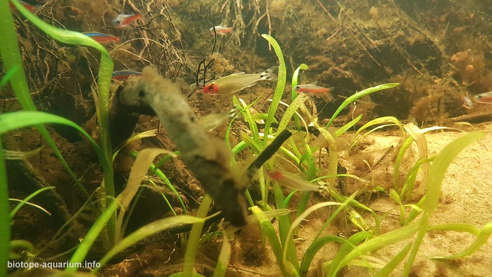 巴西 内格罗河支流乌尼尼河黑水河段 原生缸造景 18年第19名