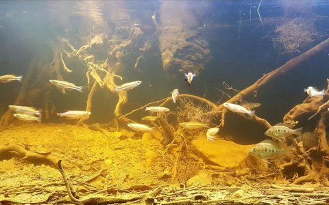马达加斯加 马哈姆博沼泽 原生缸造景 18年第21名