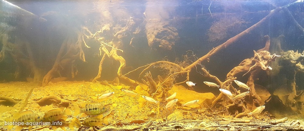马达加斯加 马哈姆博沼泽 原生缸造景 18年第21名
