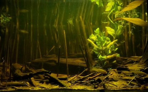 波兰 克伦奇尼昌卡河泛滥区 原生缸造景 18年第22名
