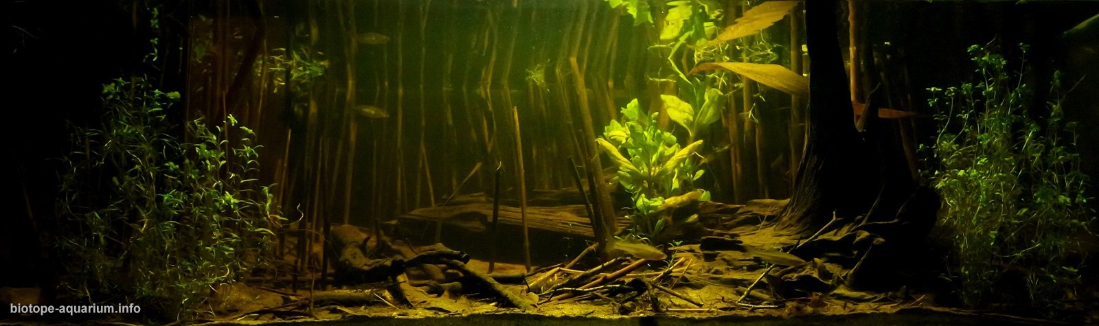 波兰 克伦奇尼昌卡河泛滥区 原生缸造景 18年第22名