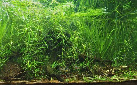 委内瑞拉 阿普雷州卡帕纳帕罗河排水渠泛滥区 原生缸造景 18年第22名