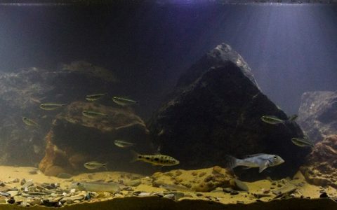 巴西 帕拉州 辛古河戈古柳·达丽塔浅滩 原生缸造景 18年第25名