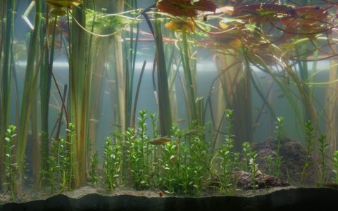 墨西哥库西奥湖滨岸 原生缸造景 18年第30名
