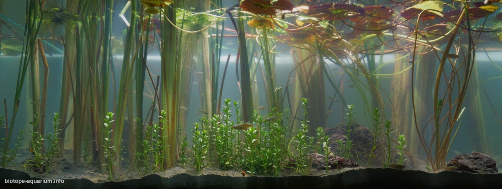 墨西哥库西奥湖滨岸 原生缸造景 18年第30名
