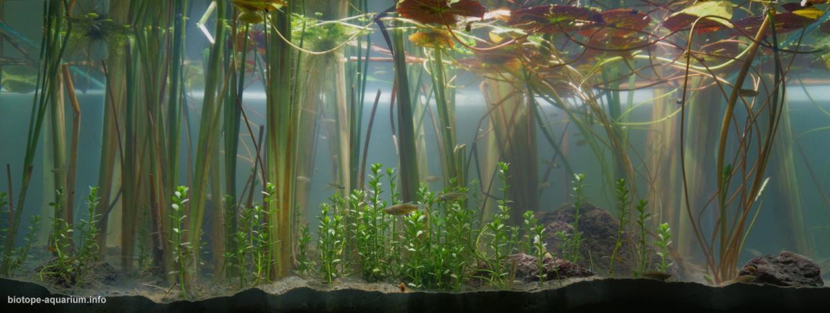 墨西哥库西奥湖滨岸 原生缸造景 18年第30名