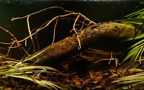 巴西 雅瓦阿里河清水森林溪流 原生缸造景 18年第32名