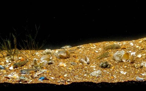 哈萨克斯坦里海基加奇河口浅滩 原生缸造景 18年第36名