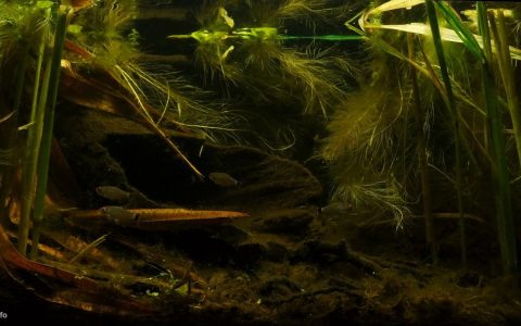 秘鲁 坦博帕塔河特雷斯钦巴达斯牛轭湖 原生缸造景 18年第37名