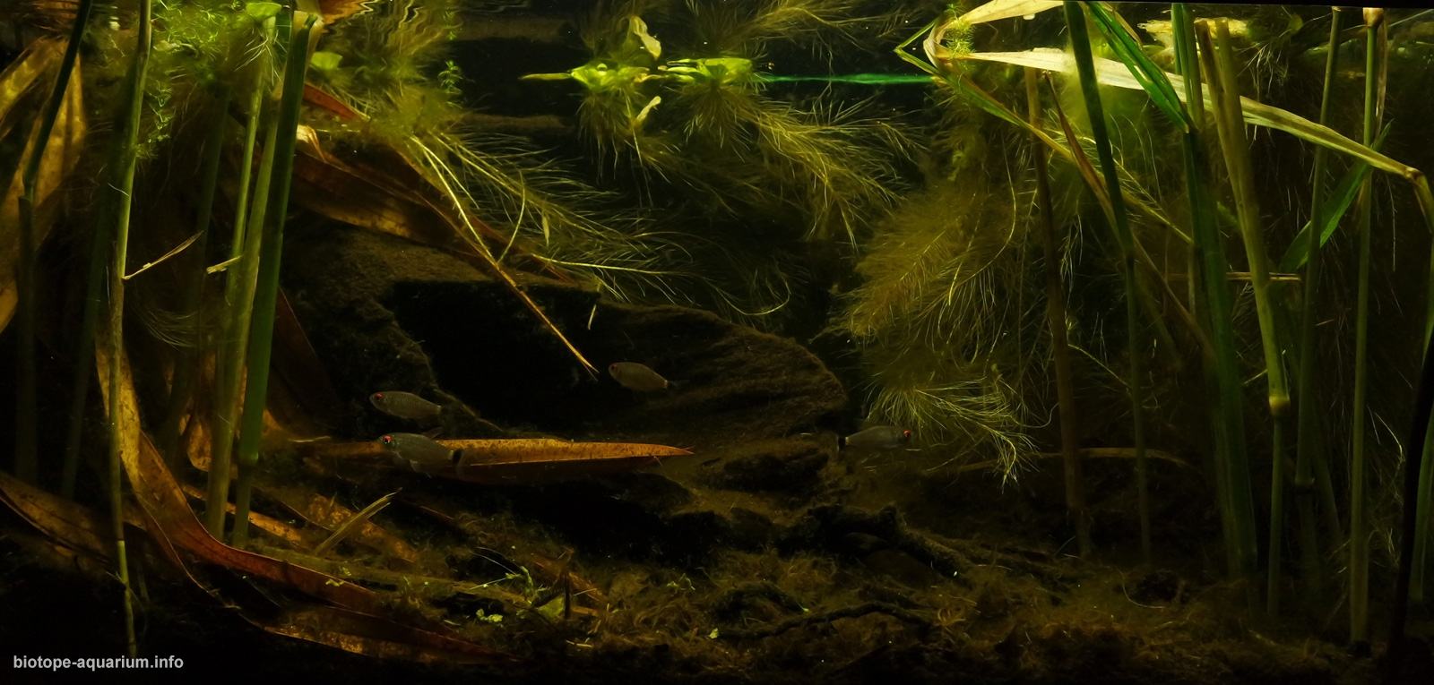 秘鲁 坦博帕塔河特雷斯钦巴达斯牛轭湖 原生缸造景 18年第37名