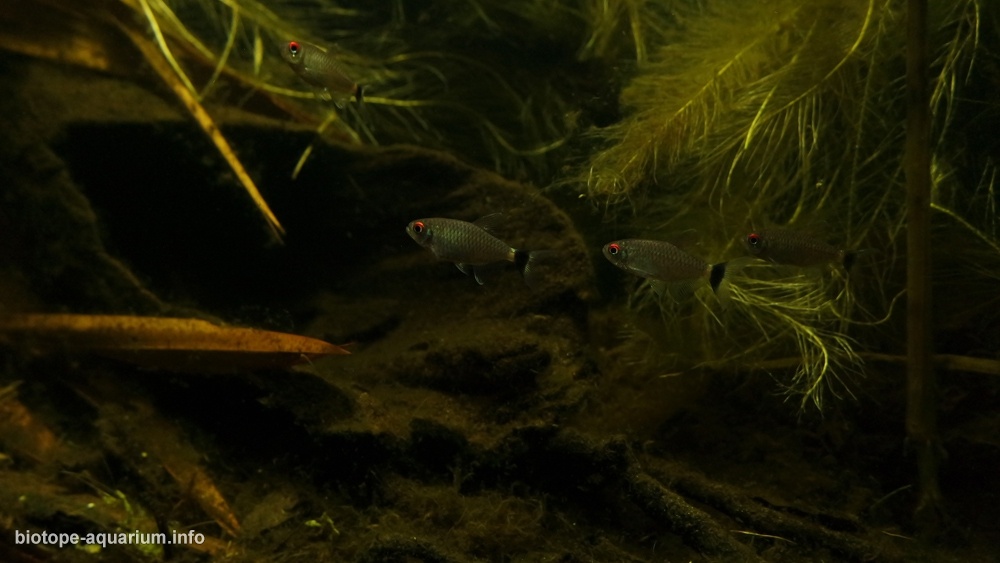 秘鲁 坦博帕塔河特雷斯钦巴达斯牛轭湖 原生缸造景 18年第37名