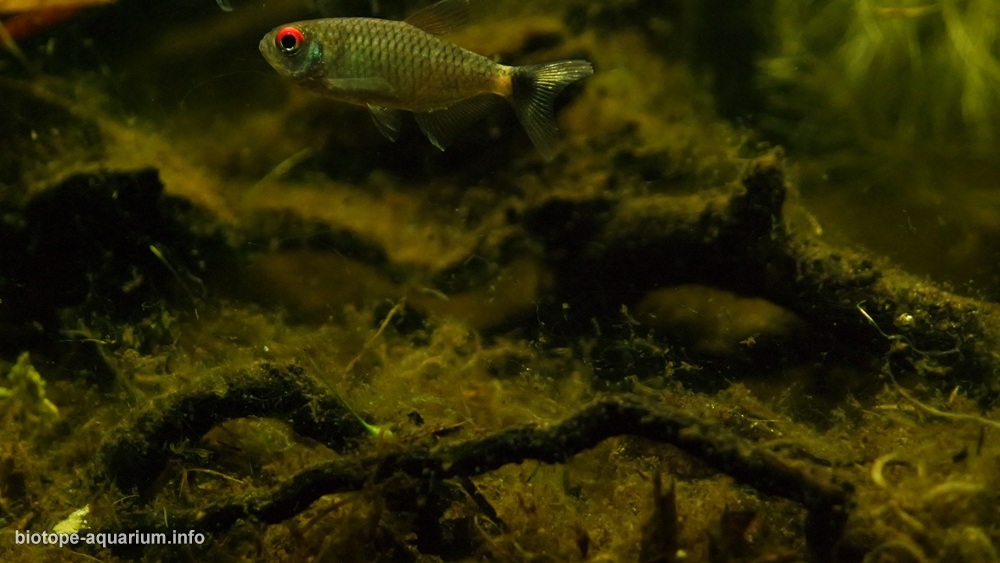 秘鲁 坦博帕塔河特雷斯钦巴达斯牛轭湖 原生缸造景 18年第37名