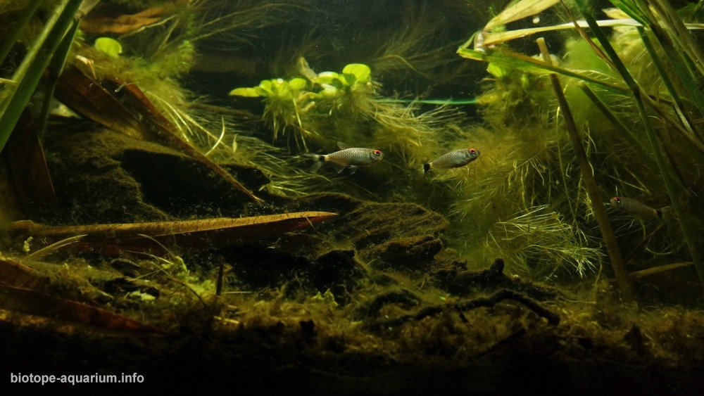 秘鲁 坦博帕塔河特雷斯钦巴达斯牛轭湖 原生缸造景 18年第37名