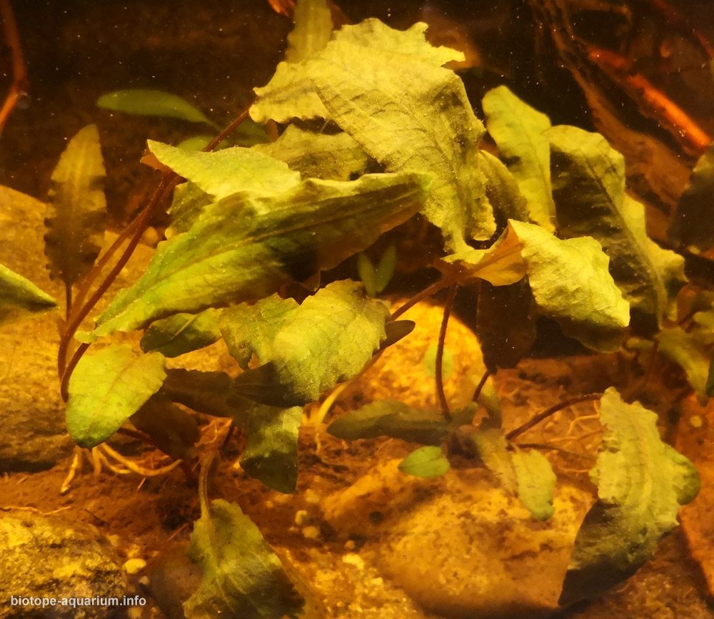 印尼 西加里曼丹 卡普阿斯河干流 原生缸造景 18年第39名
