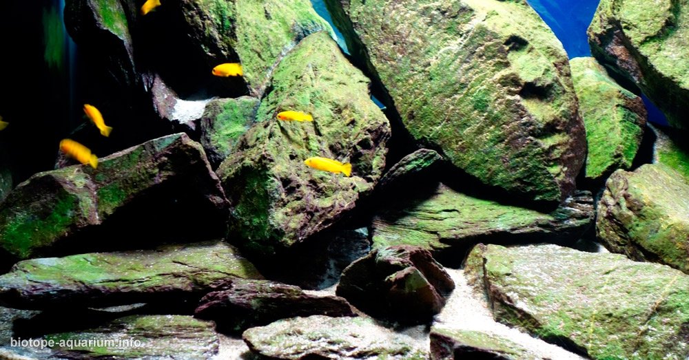 马拉维 奇祖姆卢岛附近台湾礁 原生缸造景 18年第39名