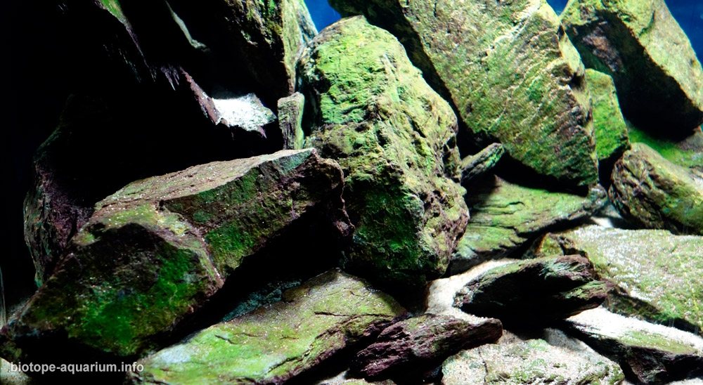 马拉维 奇祖姆卢岛附近台湾礁 原生缸造景 18年第39名