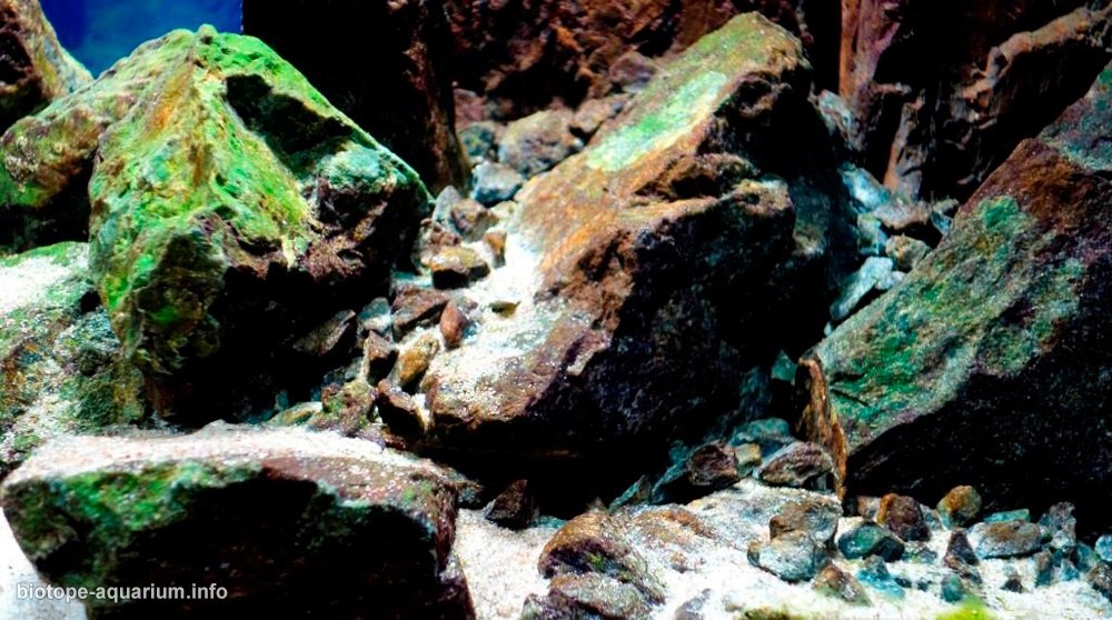 马拉维 奇祖姆卢岛附近台湾礁 原生缸造景 18年第39名