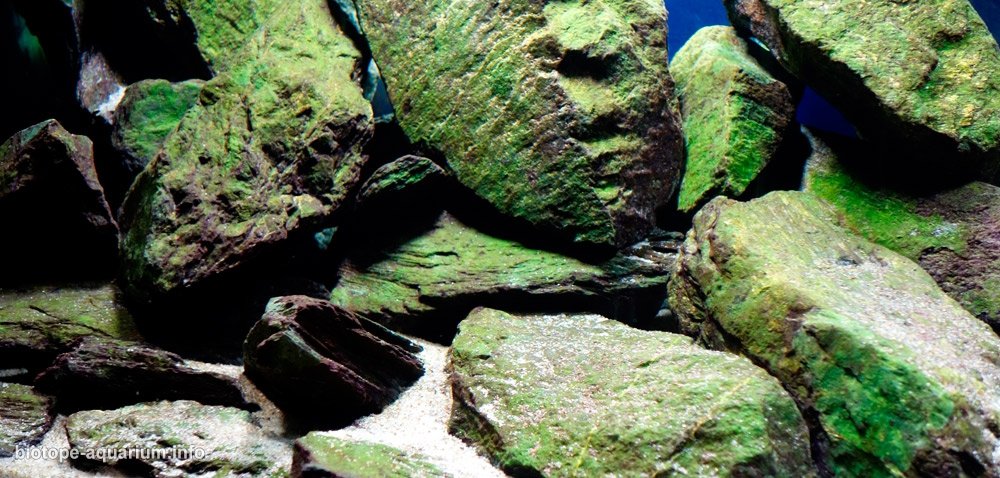 马拉维 奇祖姆卢岛附近台湾礁 原生缸造景 18年第39名