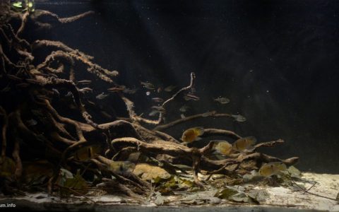 苏里南洛科蒂基基溪 原生缸造景 18年第44名