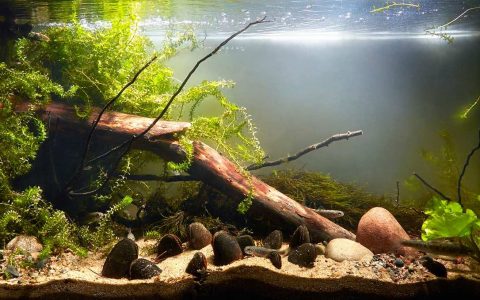 俄罗斯 列宁格勒州 佩伊皮亚河 原生缸造景 18年第44名