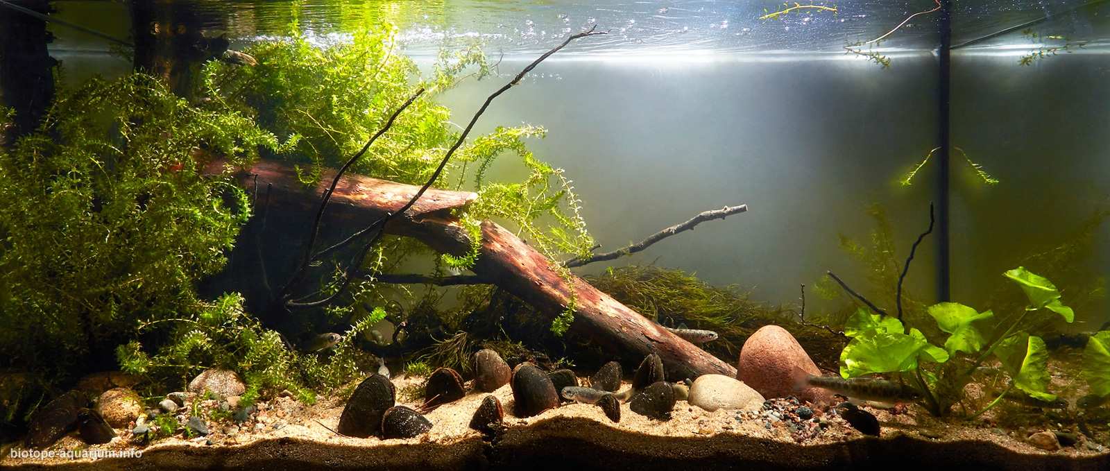 俄罗斯 列宁格勒州 佩伊皮亚河 原生缸造景 18年第44名