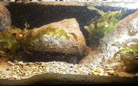 马达加斯加 曼加拉哈拉河支流安博阿博阿河 原生缸造景 18年第44名