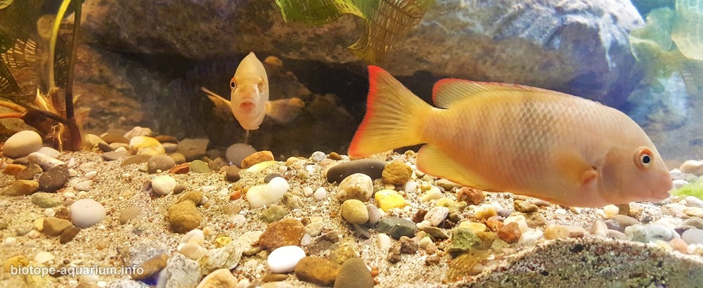 马达加斯加 曼加拉哈拉河支流安博阿博阿河 原生缸造景 18年第44名