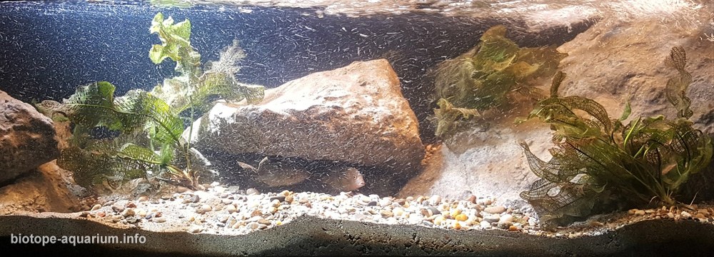 马达加斯加 曼加拉哈拉河支流安博阿博阿河 原生缸造景 18年第44名
