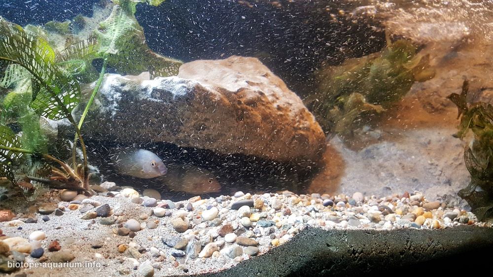 马达加斯加 曼加拉哈拉河支流安博阿博阿河 原生缸造景 18年第44名
